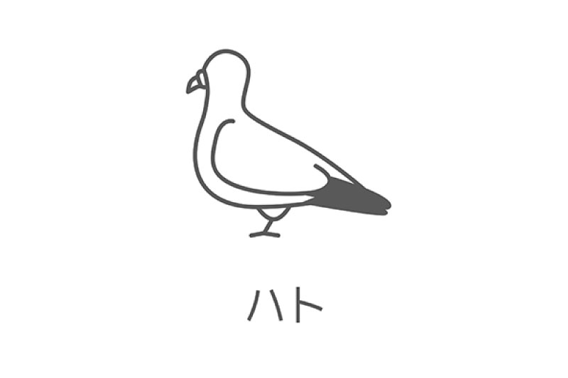 鳩